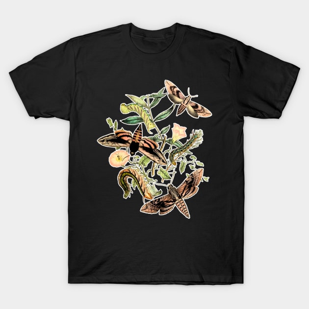 Butterflies and Moths by EncycloArt | Insects Bugs Tee T-Shirt by encyclo